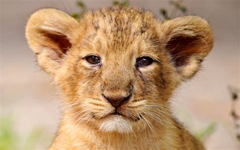 Lion cub - The dry season has finally ended, time for a new generation of lion cubs to take over! Adorable newborn cubs take their first steps into the world. Subscribe...